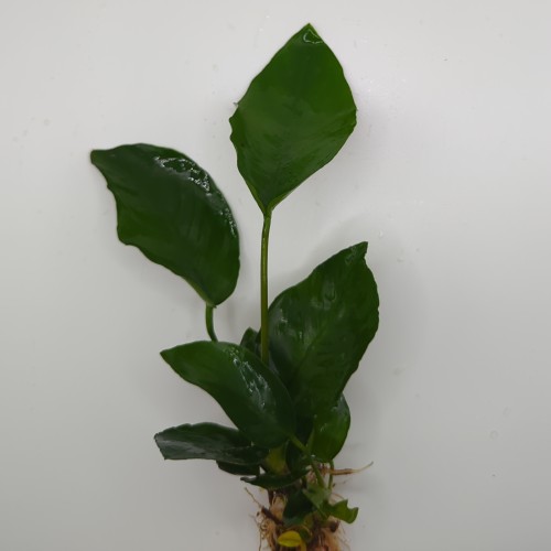 Anubias Barteri