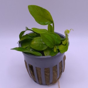 Anubias Nana Golden