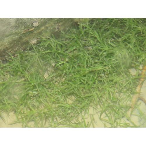 Guppy Grass