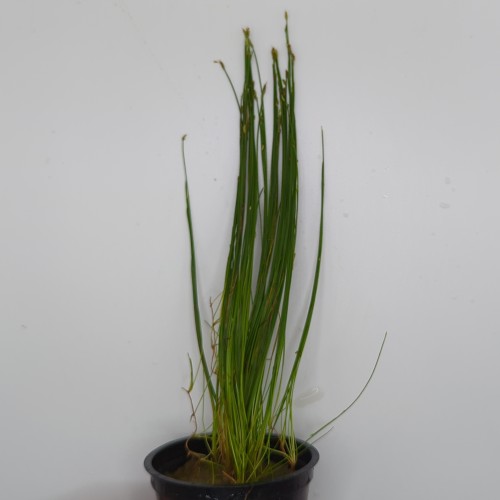 Hairgrass Dwarf