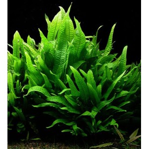 Java Fern Large (1/2 Mat)