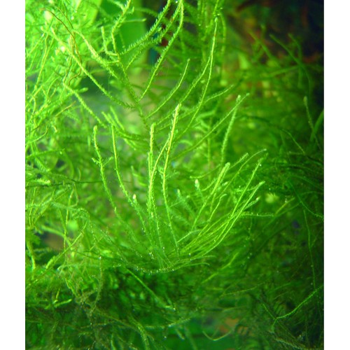 Java Moss