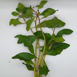 Ludwigia Cuba