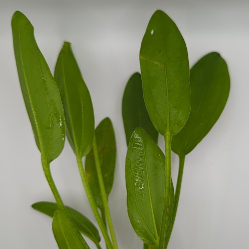 Sword, Radican